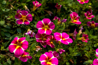 一丛带金边的牵牛花盛开特写