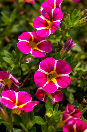 一丛带金边的牵牛花盛开特写