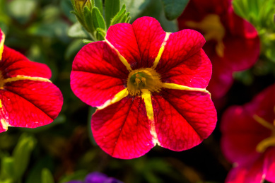 一丛带金边的牵牛花盛开特写