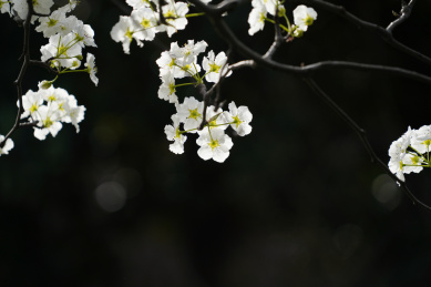 春天盛开的梨花豆梨花 
