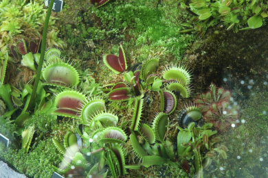 食虫植物捕蝇草