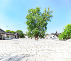 山东临沂郯城银杏老神树