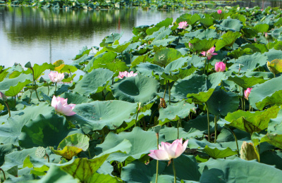 多只荷花布满横画面中景拍摄虚实结合有水面