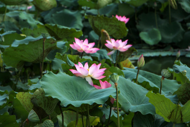 多个荷花横画面构图虚实结合拍摄