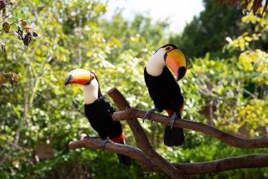 站在树枝上的的托哥巨嘴鸟