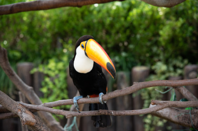 站在树枝上的的托哥巨嘴鸟