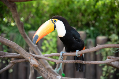 站在树枝上的的托哥巨嘴鸟