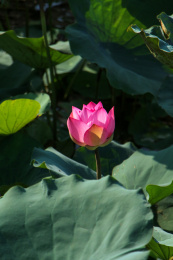 一朵半开放红色荷花居中拍摄