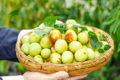 农民手上端着一篮新鲜冬枣