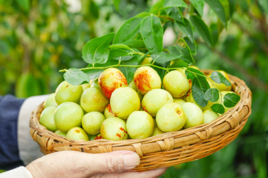 农民手上端着一篮新鲜冬枣