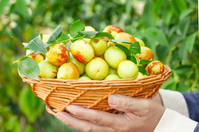 农民手上端着一篮新鲜冬枣