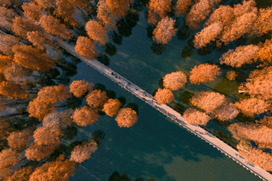 中国上海青浦青西郊野公园水杉