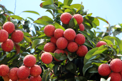 红荔枝近景横画面有天空
