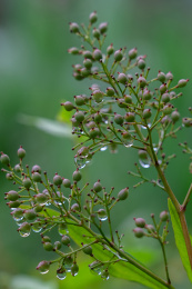 夏日雨后挂满水珠的绿色植物