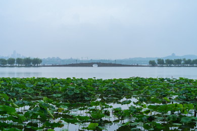 杭州西湖白堤锦带桥夏季荷花风光