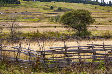中国川藏线林芝鲁朗小镇的牧场和田园风光