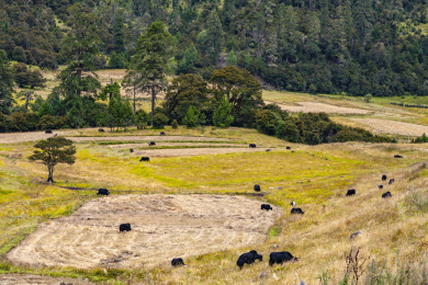 中国川藏线林芝鲁朗小镇的牧场和田园风光