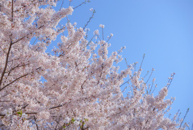 中国海洋大学樱花