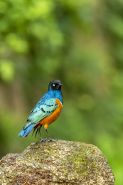 分布于东部非洲杂食性的栗头丽椋鸟