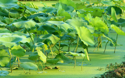 中国广州乡村荷塘一片绿荷叶