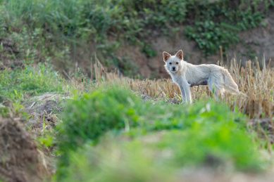 田野中的中华田园犬