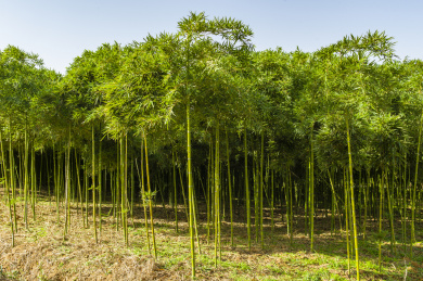 高淳县，国际慢城，田园风光