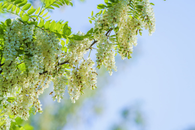 白色刺槐花