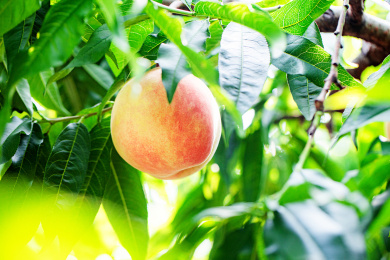 桃树上成熟的水蜜桃