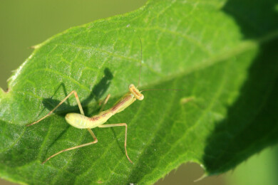 螳螂栖息在野外