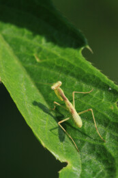 螳螂栖息在野外