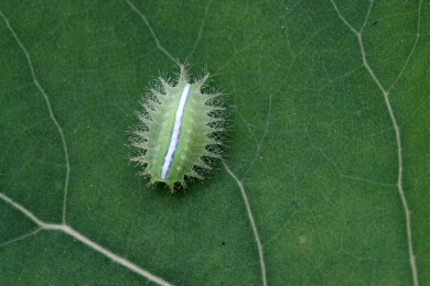 扁刺蛾幼虫微距照片