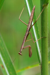 螳螂栖息在野外