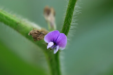 豆类植物花朵微距照片