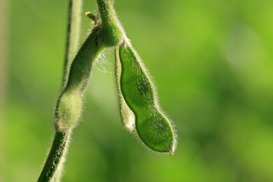 黄豆豆荚微距照片
