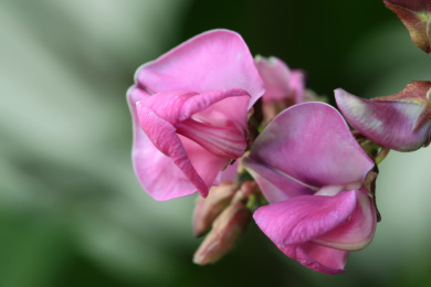 豆角花朵