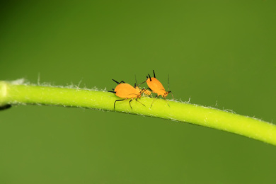 黄色蚜虫