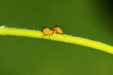 黄色蚜虫