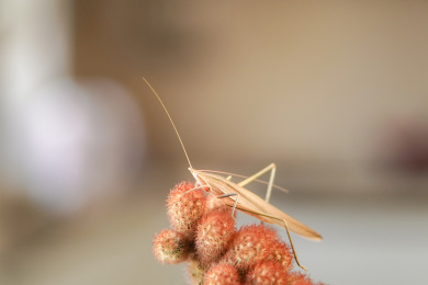 一只停留在仙人球上的昆虫
