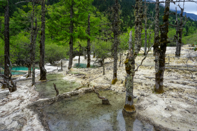 中国四川阿坝黄龙山谷里的浅滩林木