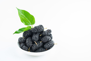 白背景上的桑叶和桑果