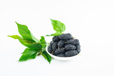 白背景上的桑叶和桑果