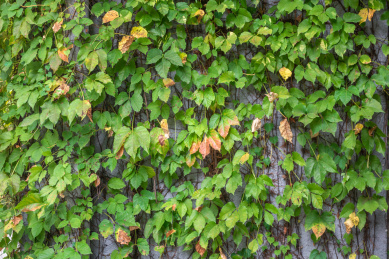 绿色爬墙虎植物背景墙