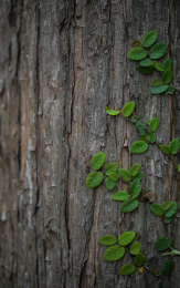树干上顽强的爬山虎