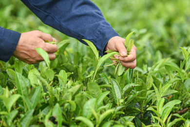 茶农在海南白沙一处有机茶园采茶手部特写