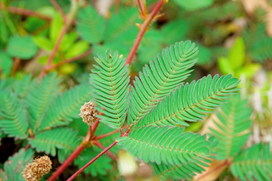 公园里的含羞草叶子特写