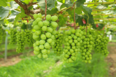 阳光玫瑰葡萄园种植基地