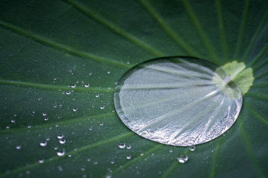 千珠万珠落玉盘