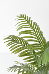 白色背景上的绿植