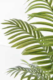 白色背景上的绿植