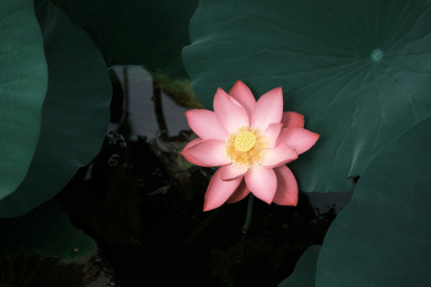 一支盛开的荷花特写